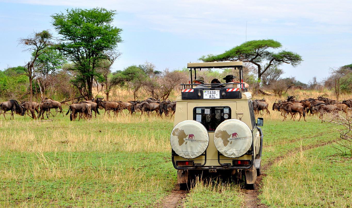 Serengeti migration travel report