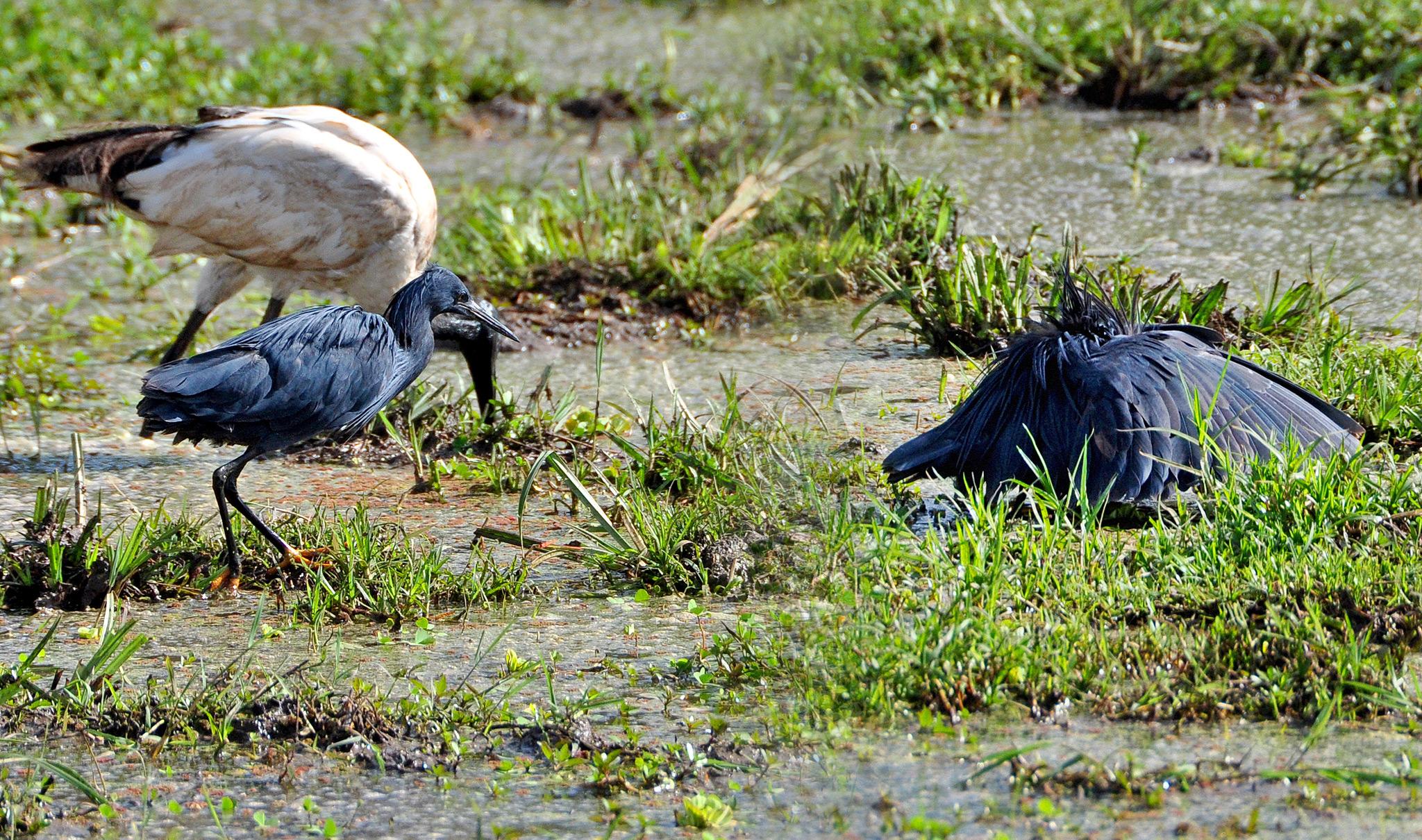 Black heron hunting