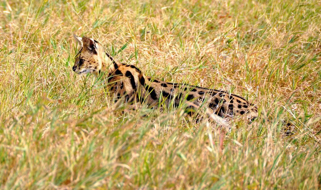 The Serval Night cat, day cat TanzaniaExperience