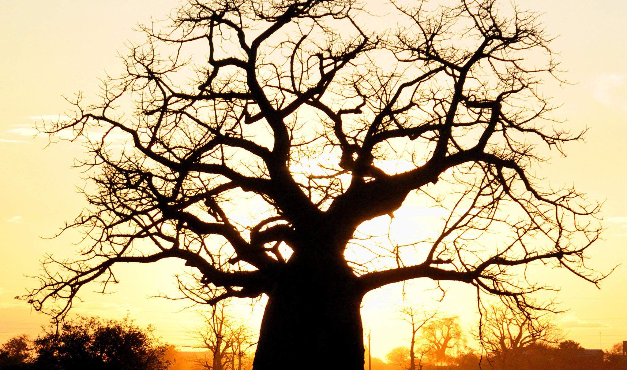 Baobab tree