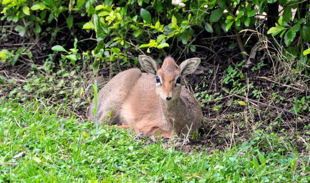 Qizdagi dildo Kozoynakli jingalak ayollar porno