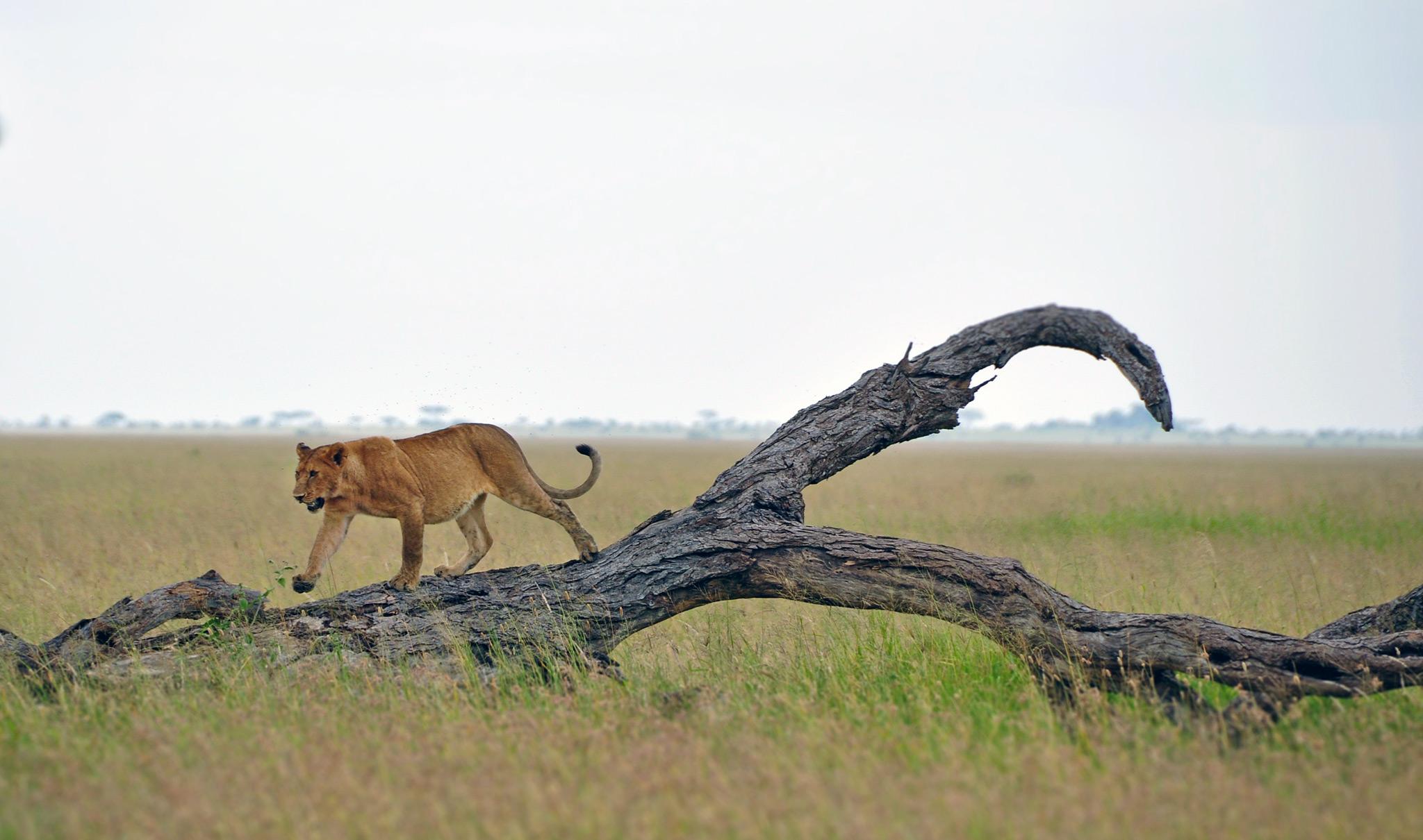 Tree climbing lion