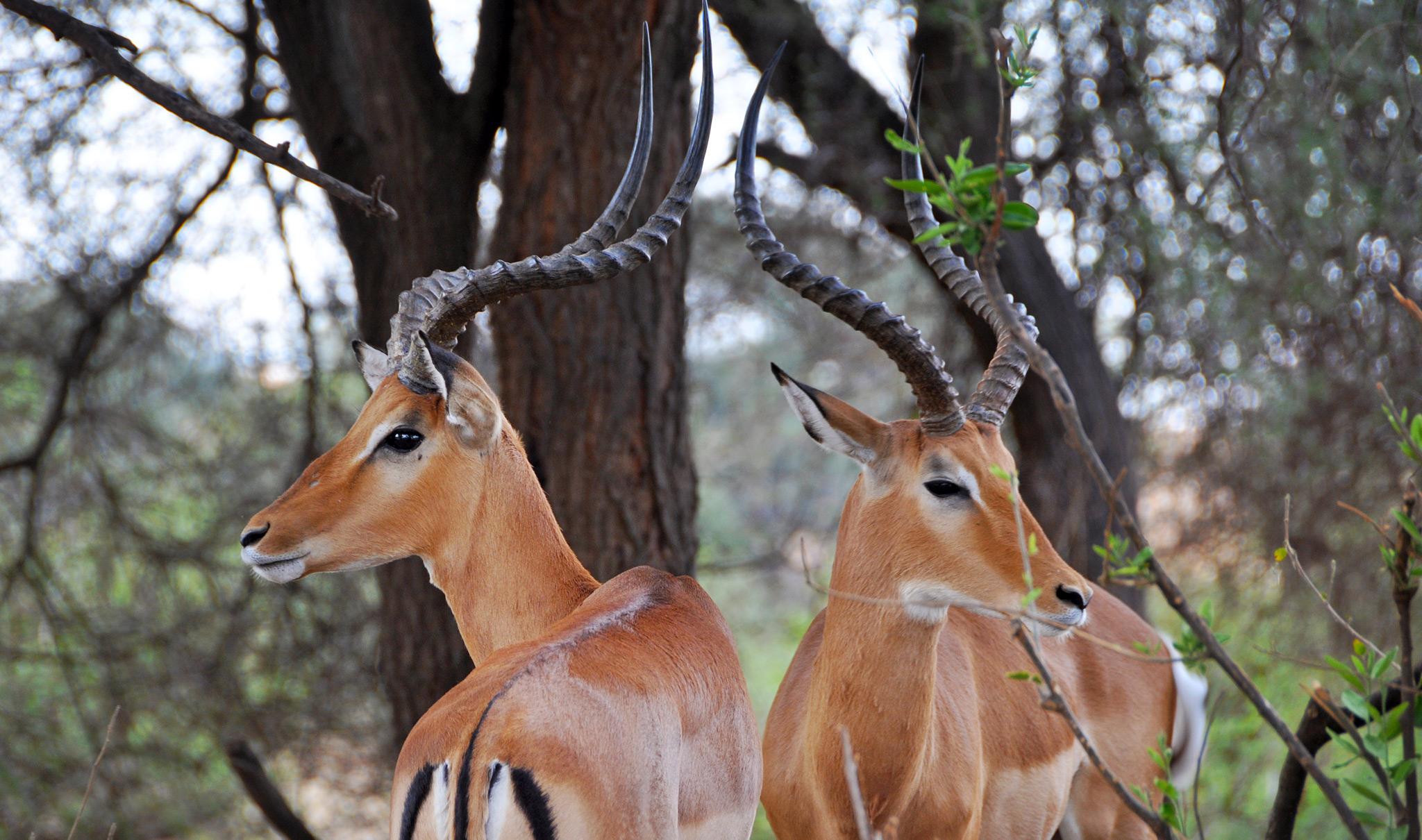 Gazelle oder Antilope - Worin besteht eigentlich der Unterschied? |  Tanzania-Experience