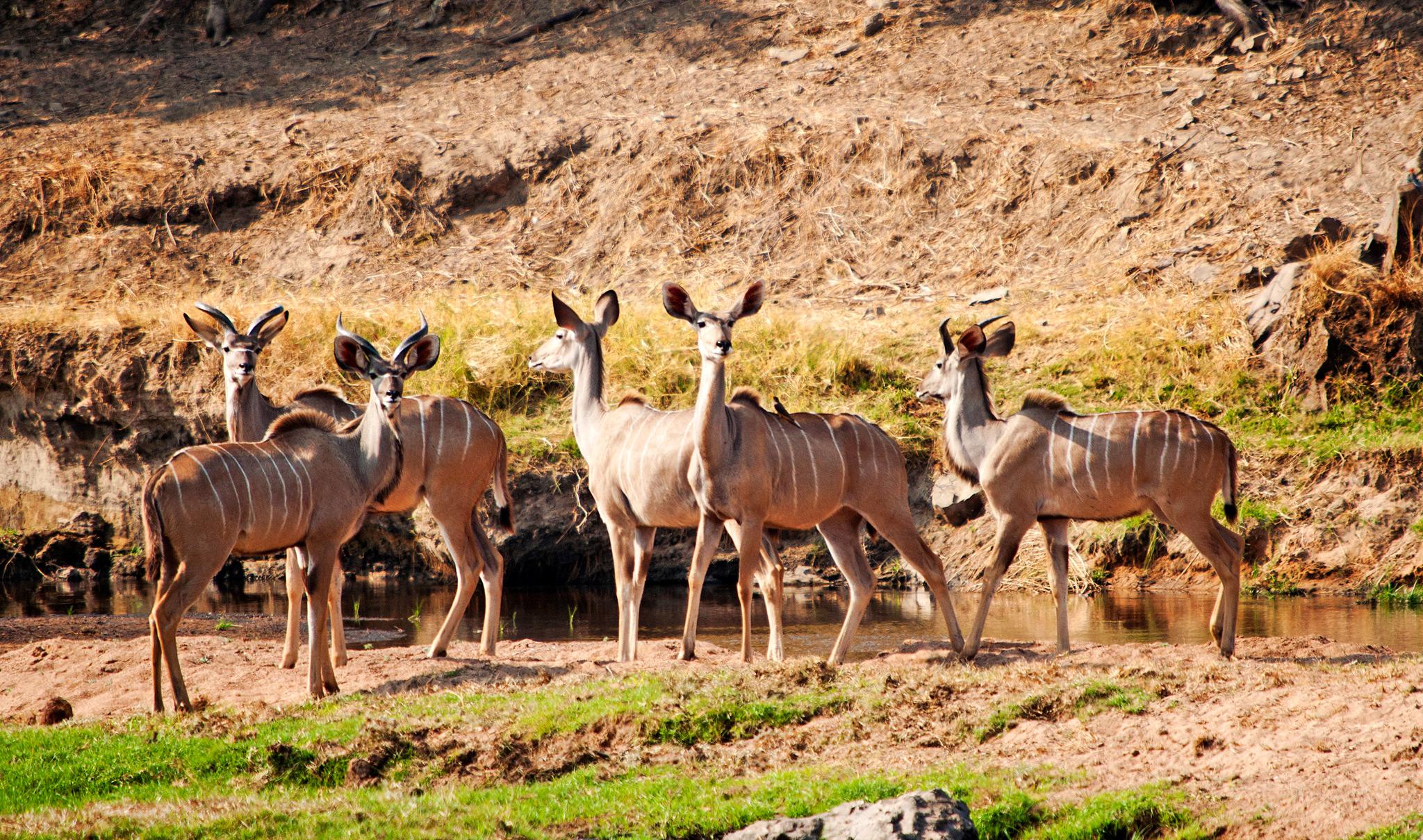 Kudus Ruaha