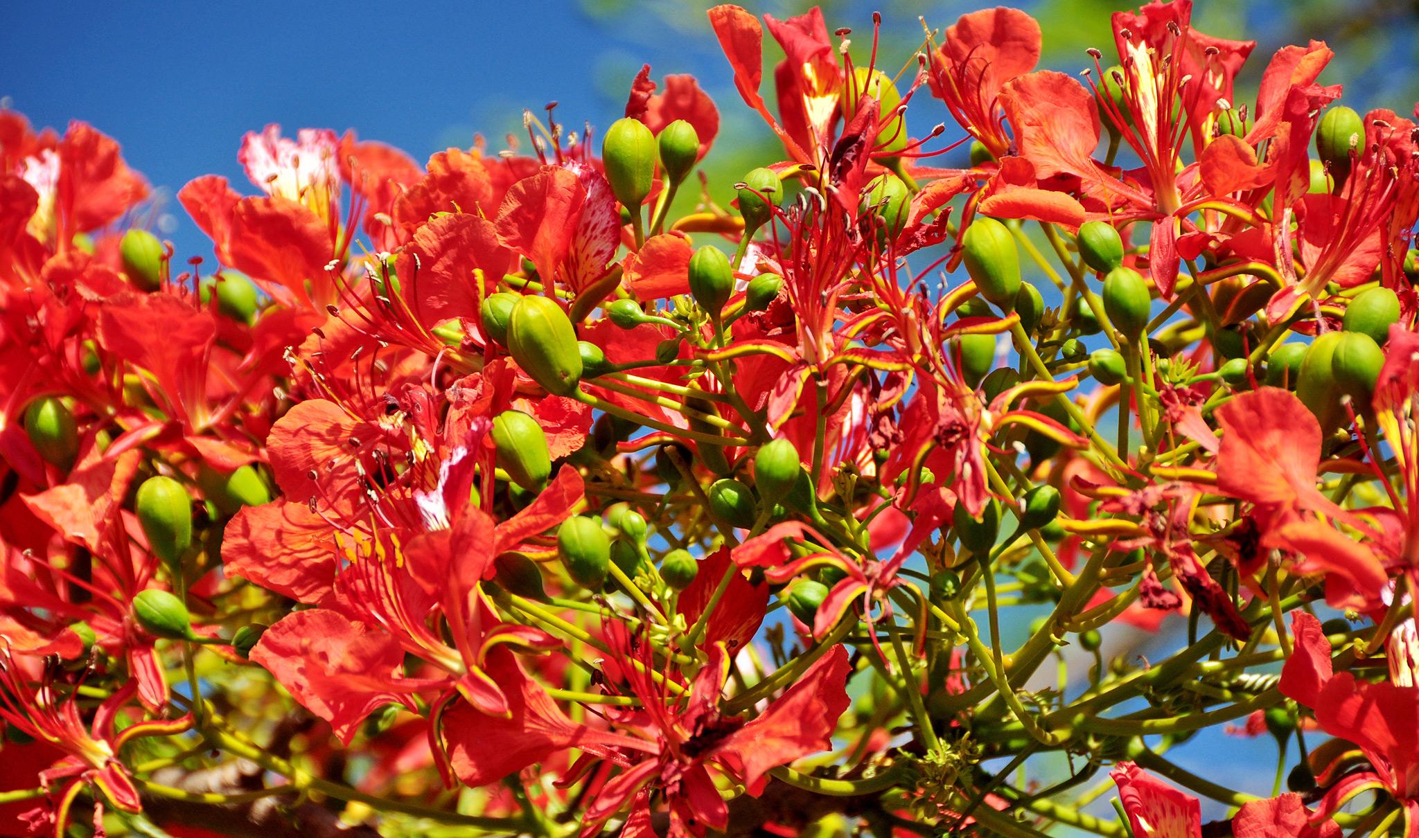 Flamboyant trees