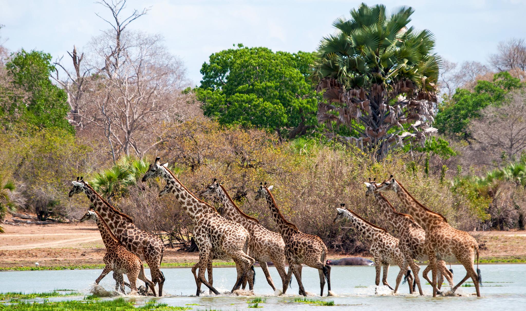 Selous giraffes