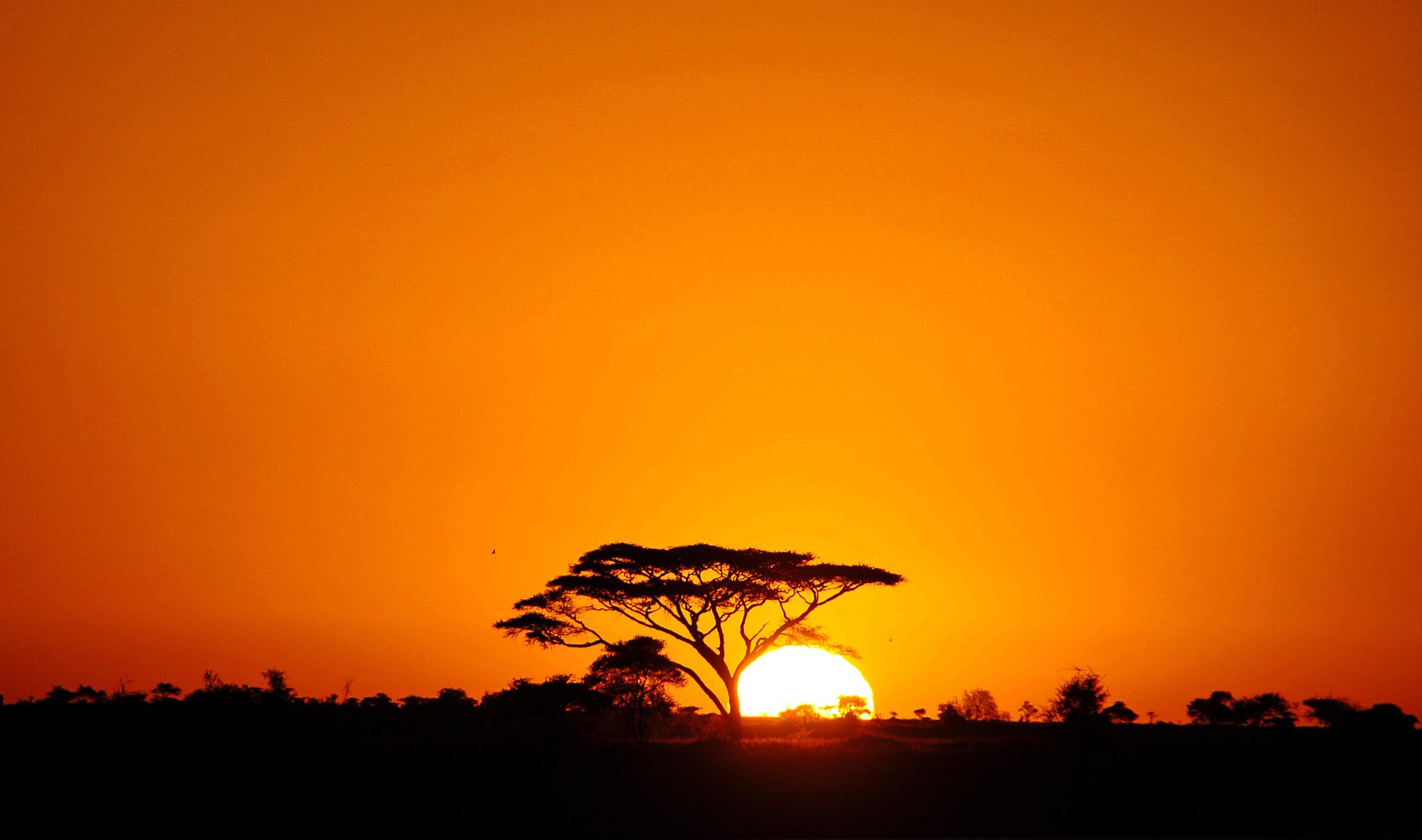 Acacia tree