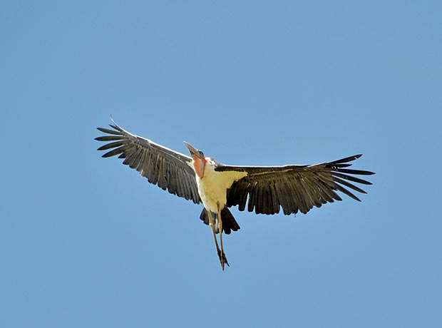 Marabu