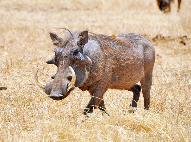 Warzenschwein