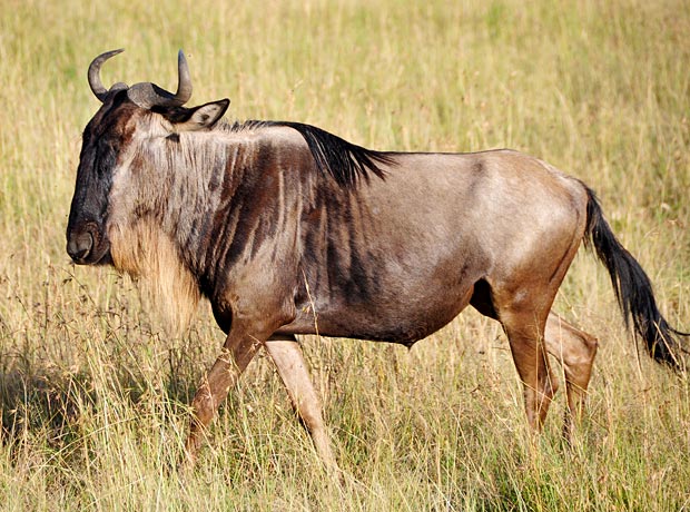 Gnu