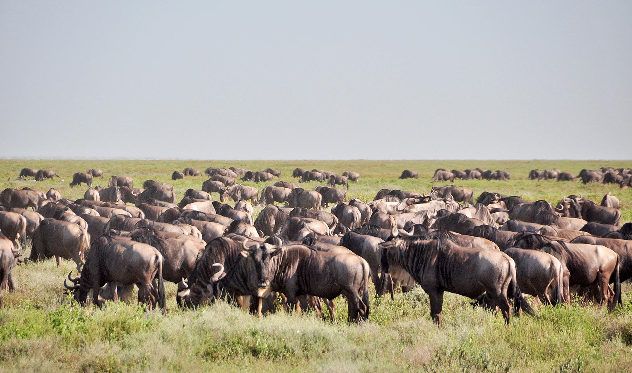 Wildebeest