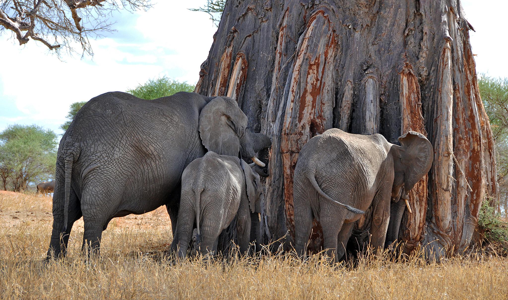 Elephants and Baobabs | Tanzania-Experience
