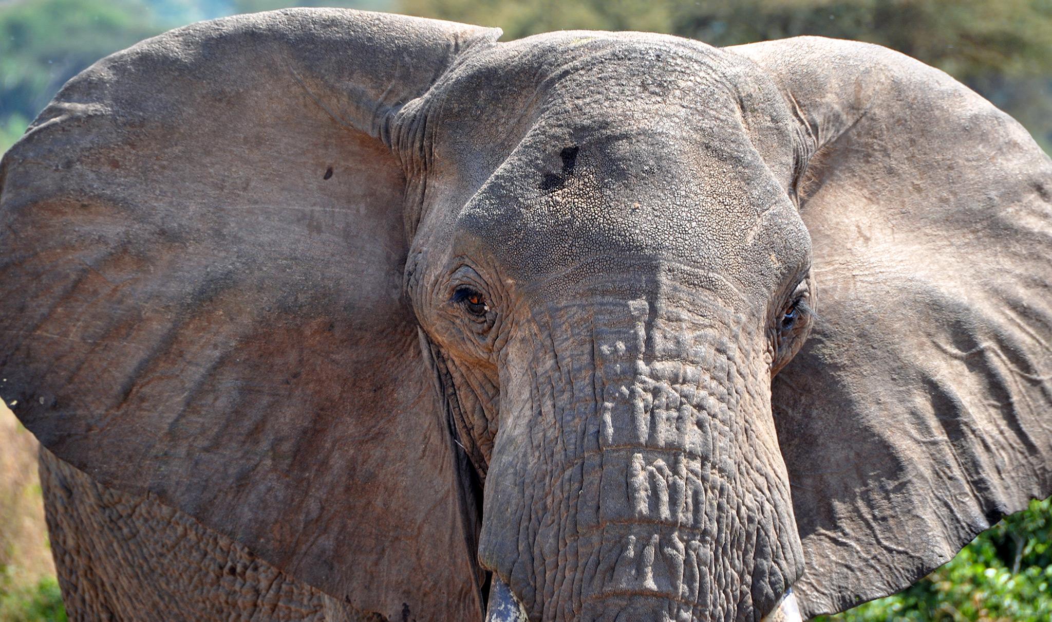Elephants fight