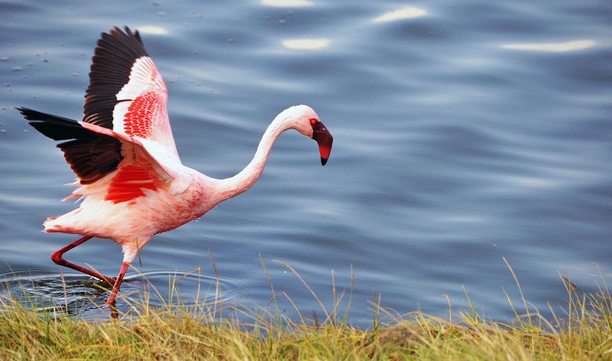 Flamingos
