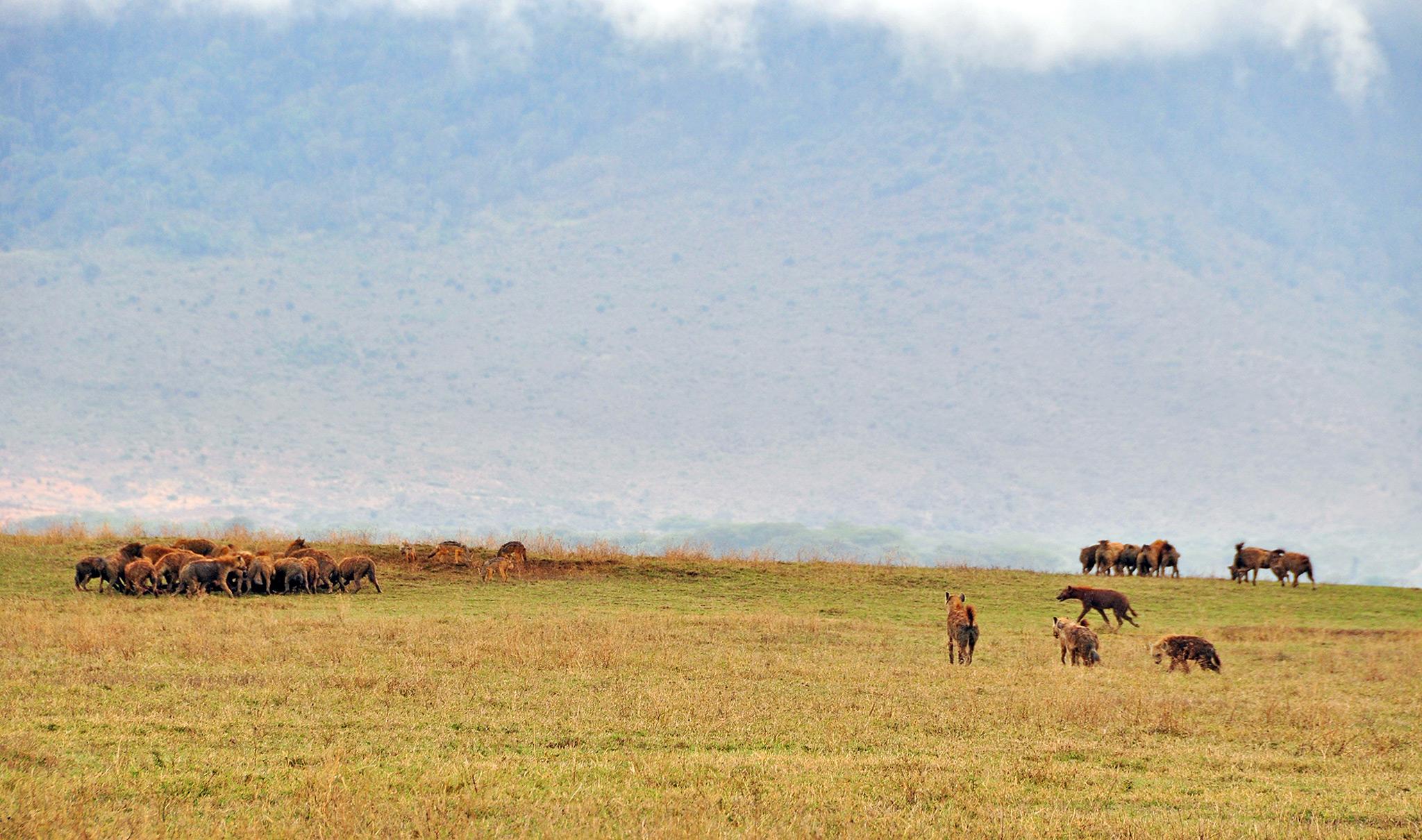 Hyena feast