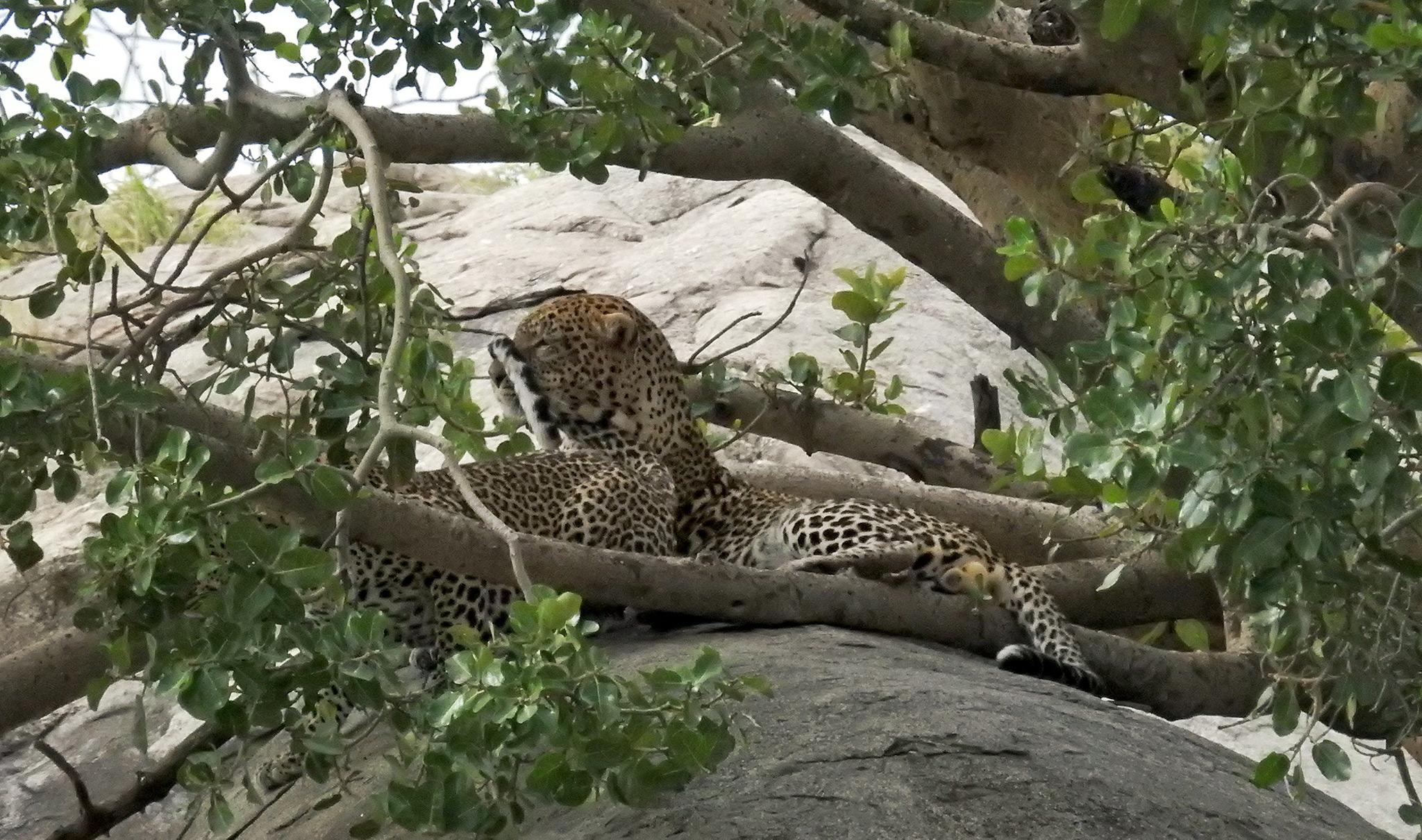 Mating Leopards