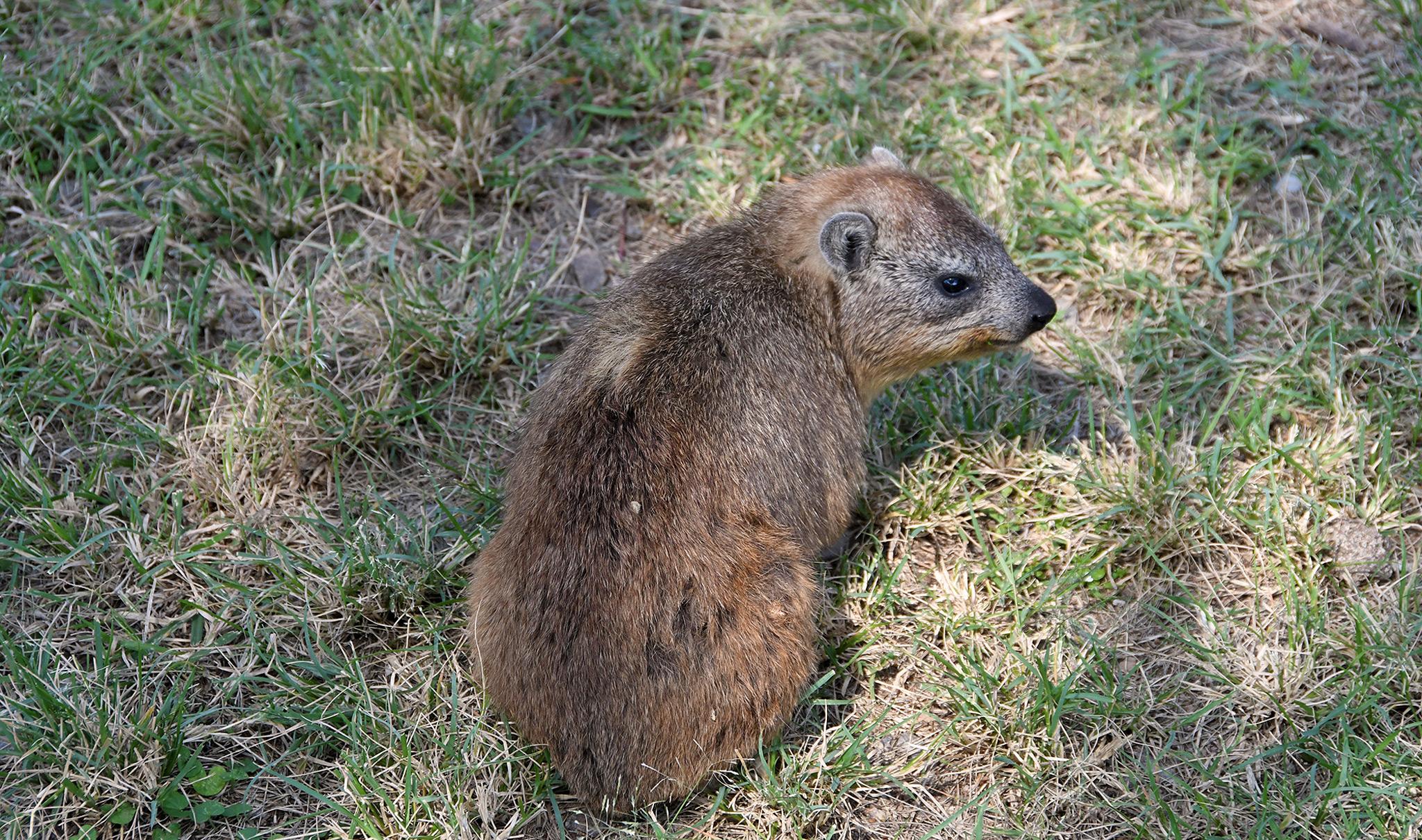 Rock hyrax