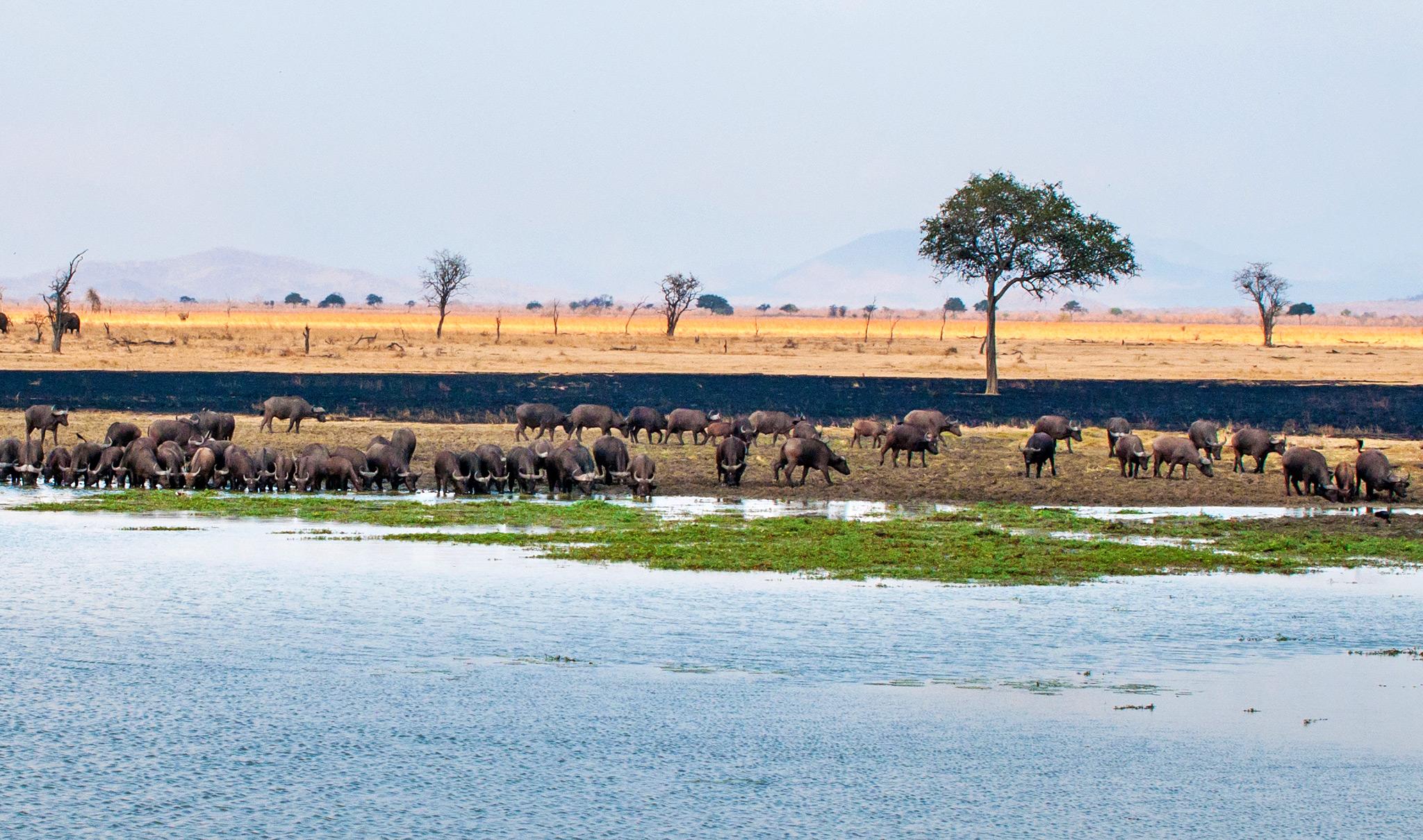 Cape buffalos