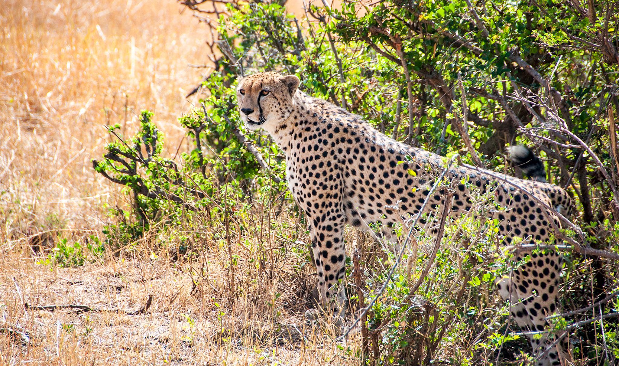 Cheetah - Tanzania