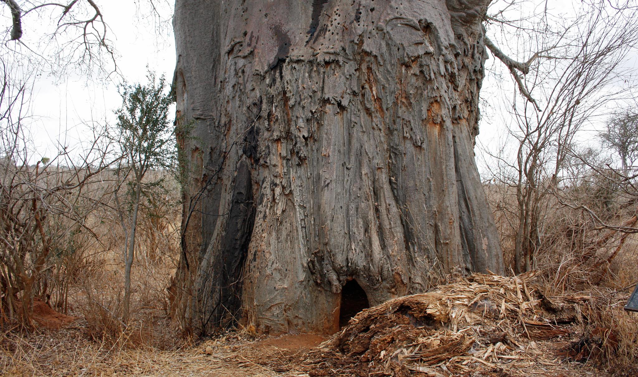 Wilderer Versteck