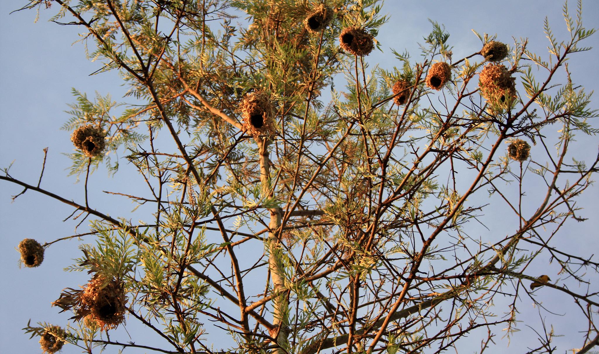 Weaver birds
