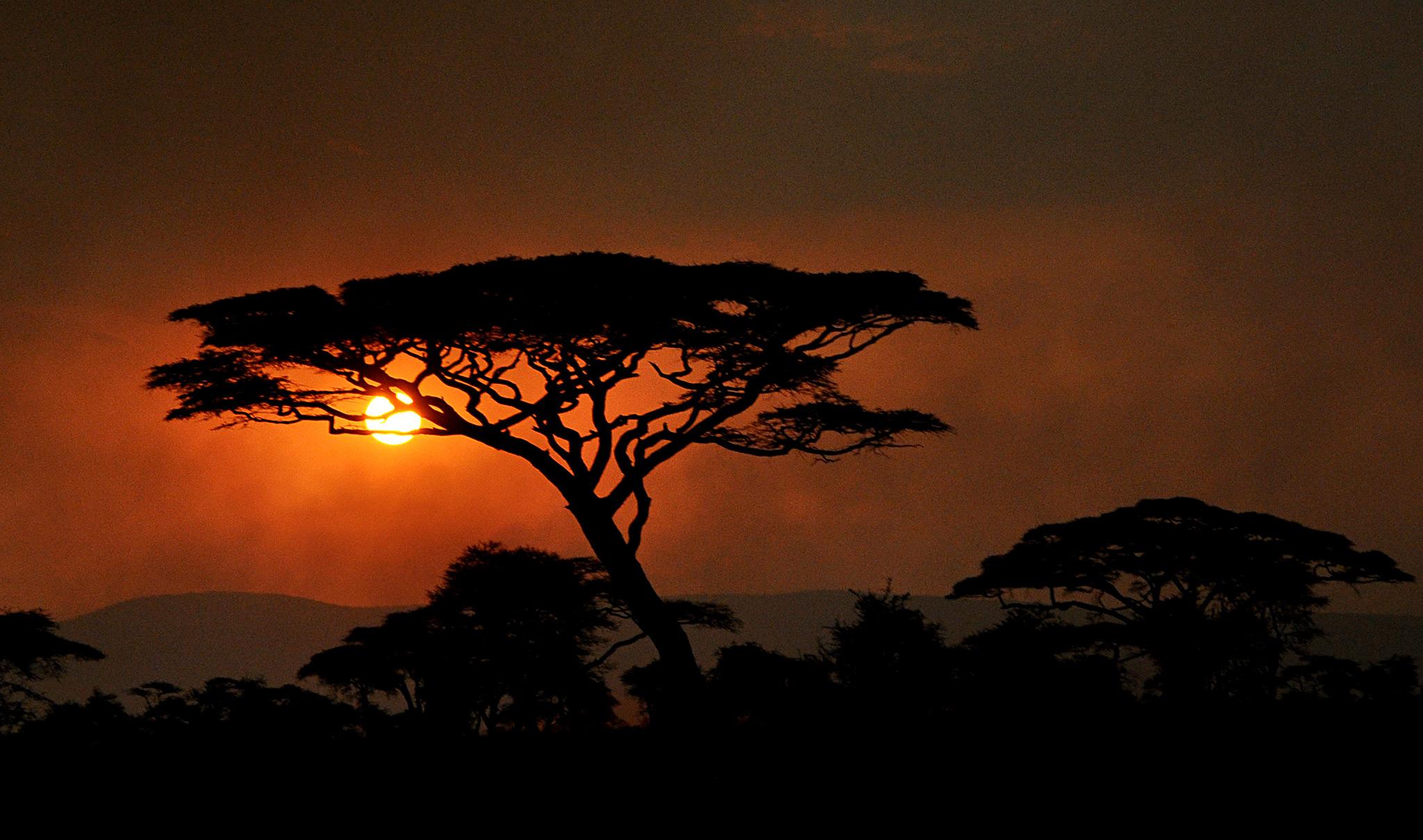 Serengeti sunset acacia