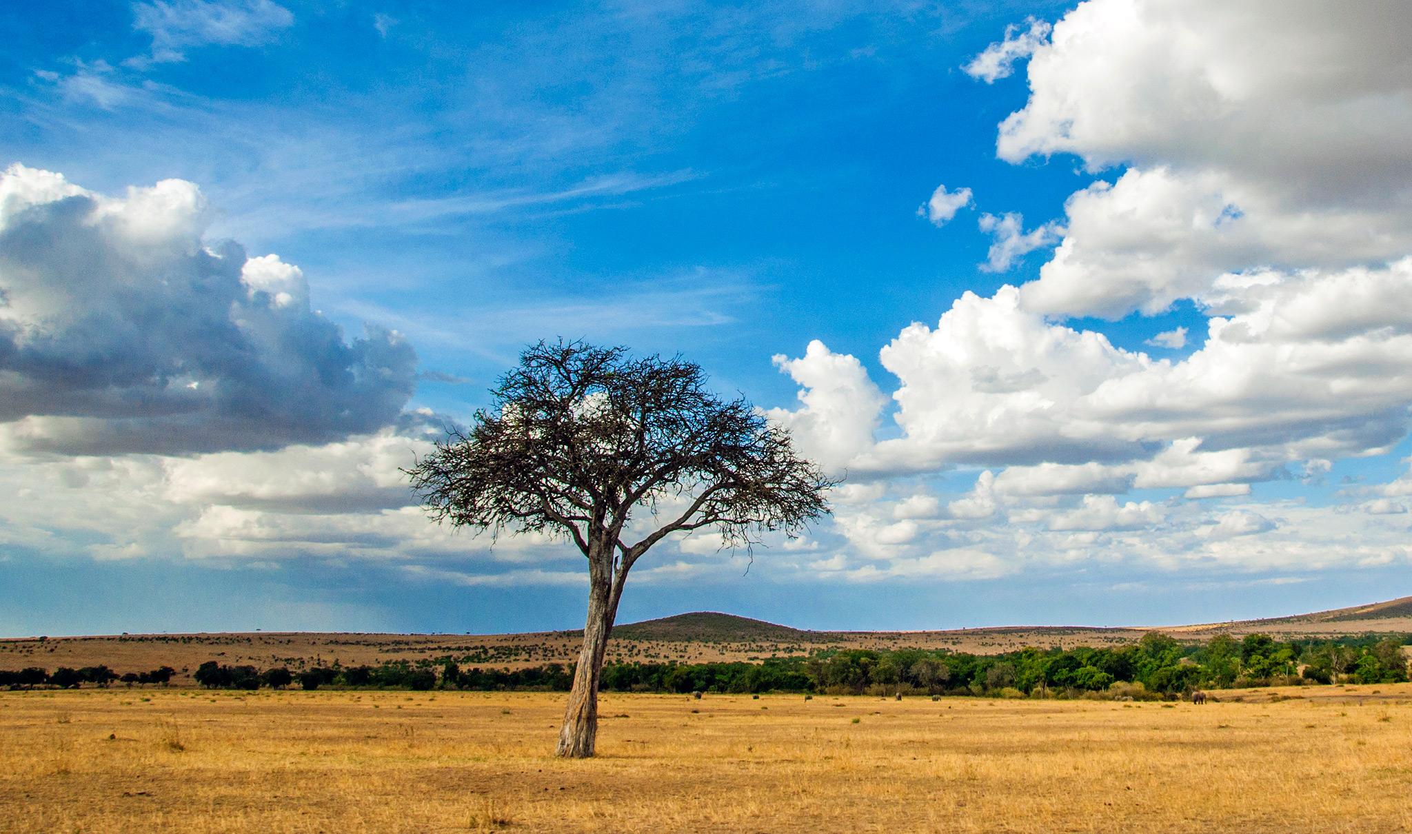 Safari in Tansania