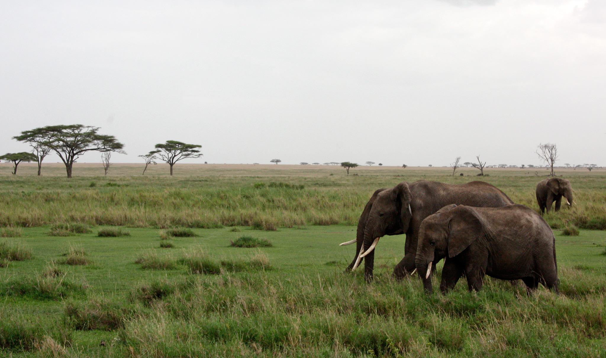 Big Five in Tanzania