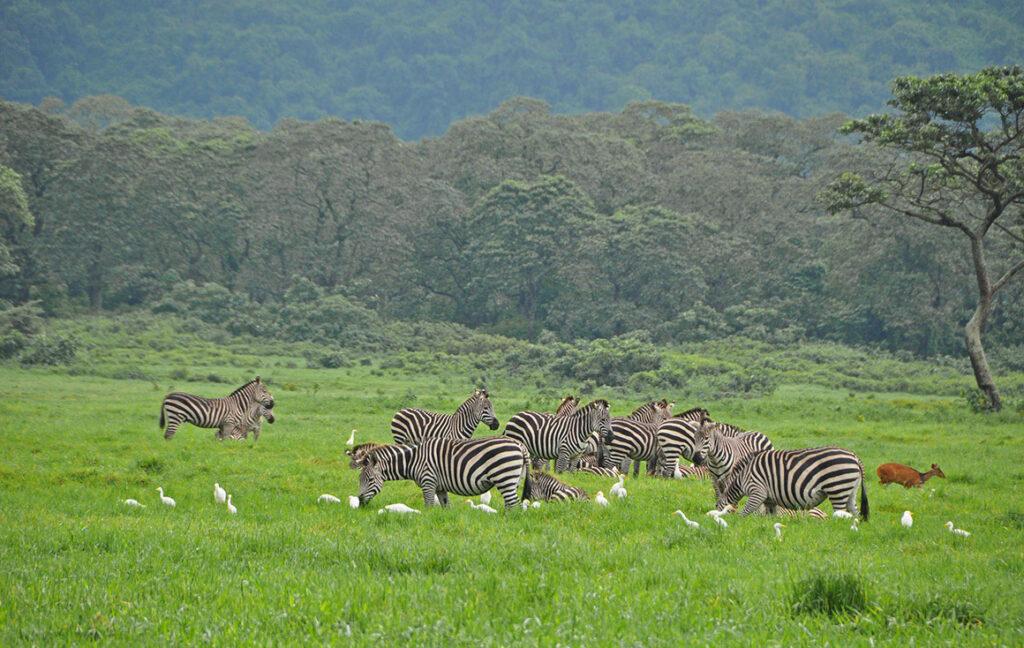 tanzania safari book