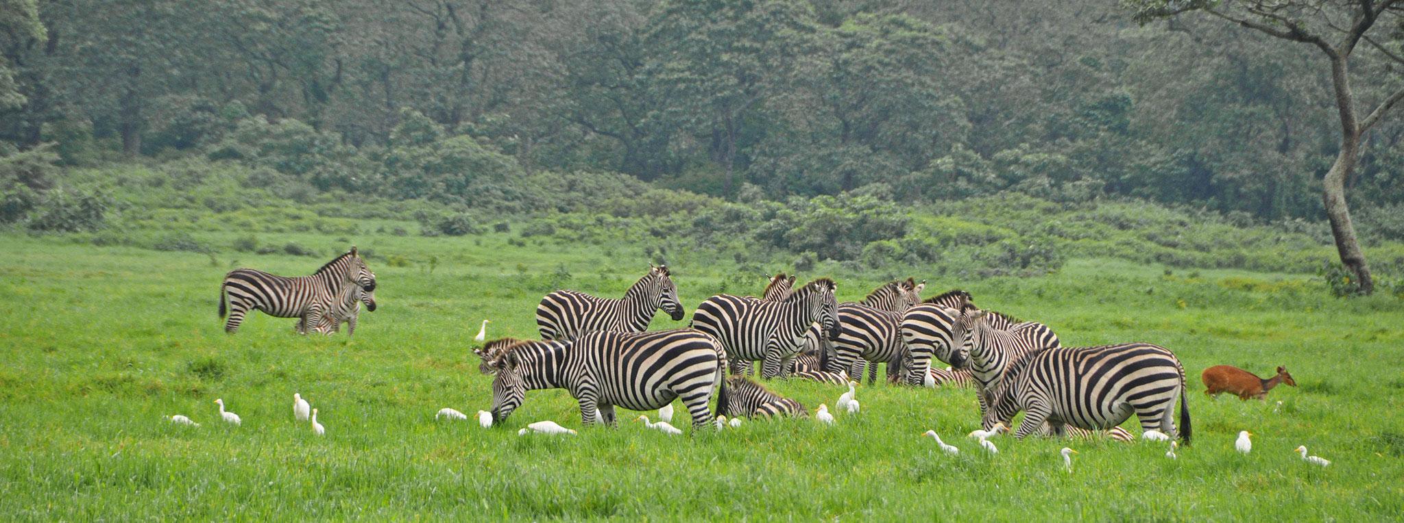 Zebra herd in Arusha National Park