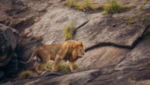 Male lion walking on kopje in the Serengeti National Park