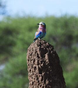 Colourful birds Mikumi National Park