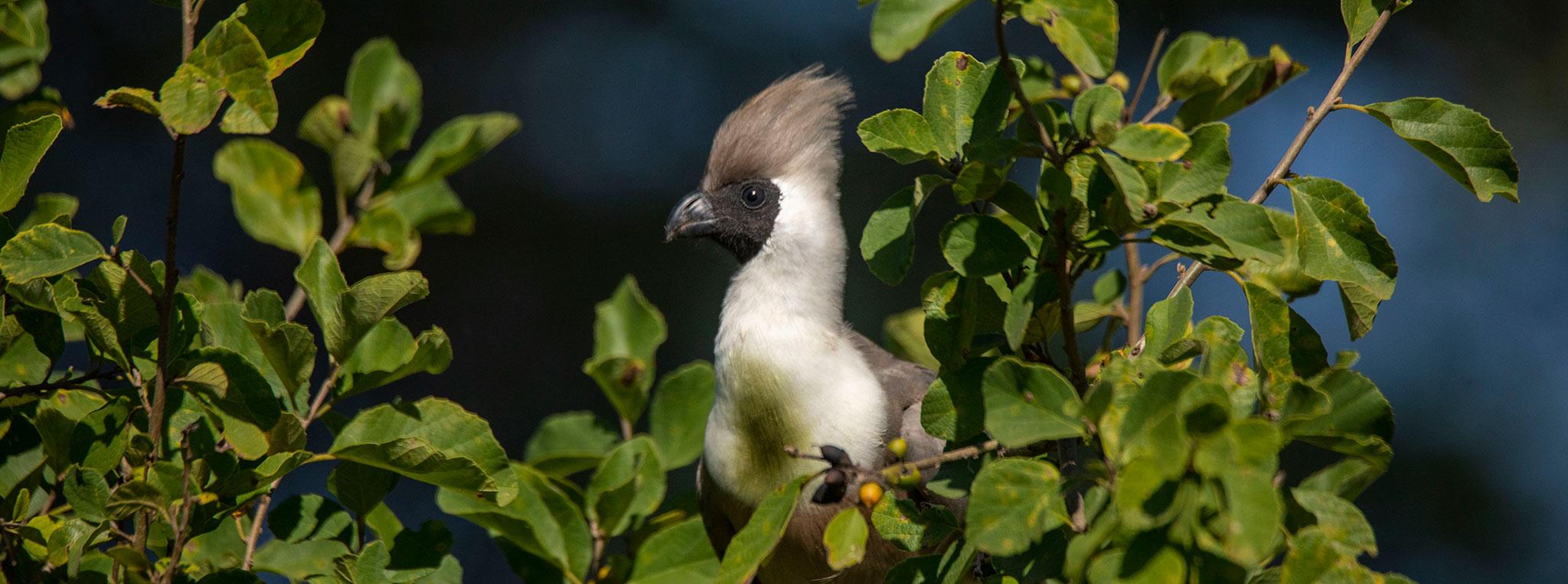 Vogelbeobachtungssafari in Tansania