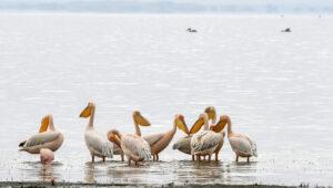 Pelikane Vögel Lake Manyara