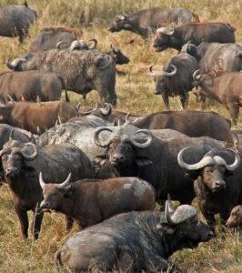 Large buffalo herd in Mikumi National Park