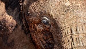 Nahaufnahme eines Elefanten