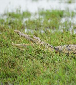 Krokodil im Gras in der Nähe von Wasser