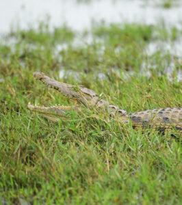 Crocodile in grass near water