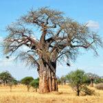 Baobab during the dry season
