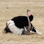 Male ostrich during dry season