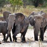 Elefanten im ausgetrockneten Flussbett
