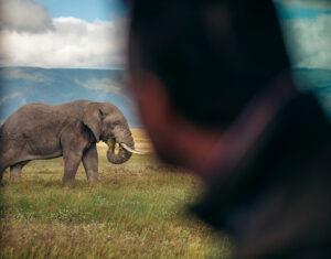 Elephant seen on game drive in Ngorongoro Crater