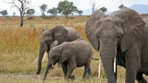 Elephants in Mikumi National Park
