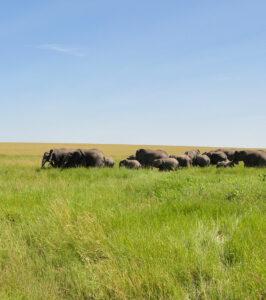 Elephants Serengeti plains