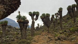 Five vegetation zones Mt Kilimanjaro