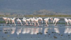 Flamingos feeding on algae Lake Natron
