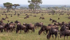 Wildebeest at the great migration in the Serengeti