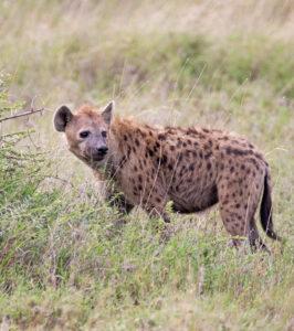 Hyena