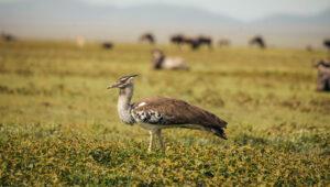 Kori Bustard Africa