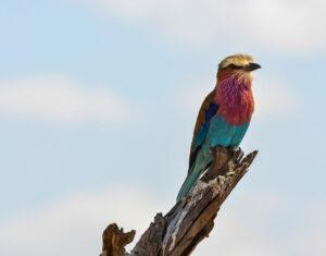 Lilac breasted roller seen on bird watching safari